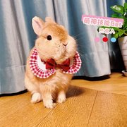 宠物兔子荷兰猪 领结装饰 衣服可爱兔兔蝴蝶结领结猫咪小狗