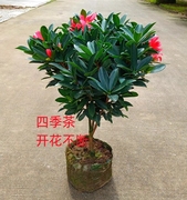 四季杜鹃茶花盆栽浓香型，室内外阳台庭院观赏花卉，绿植好养红山茶树
