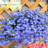 六倍利花种子盆栽垂吊半边莲，翠蝶花种子，蓝色阳台吊兰花籽