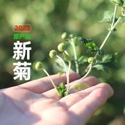 2023新遂昌石练菊米茶珍珠菊花胎菊茶野菊米菊蕾花草茶100g