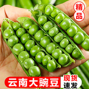 新鲜豌豆农家青豆荚嫩蔬菜青豌豆带壳现摘现甜青豆5斤云南香1