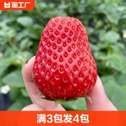草莓种籽子水果苗四季结果蔬菜水果盆栽植物花种子籽子多年生特大