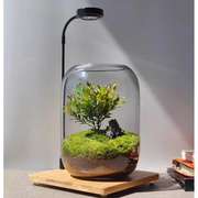生命之树赤楠夜灯微景观办公室桌面生态免打理微生态绿植玻璃瓶造