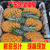 送菠萝广东徐闻菠萝10斤新鲜水果香水菠萝非凤梨小菠萝整箱