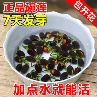 碗莲水培植物室内花好养四季开花卉真正的碗莲种子籽荷花睡莲盆栽