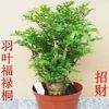 福禄桐树桩盆景 室内桌面绿植盆栽 客厅花卉植物 羽叶福禄桐盆栽