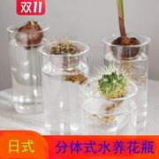 日式多肉植物水养玻璃花瓶绿萝水培，绿植风信子插花器家居装饰摆件