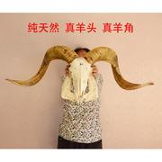 西藏天然纯真羊头骨标本羊头装饰摆件手工壁挂特色手工艺