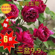 紫袍玉带大花浓香藤本月季花苗，阳台玫瑰花卉盆栽，花园围墙爬藤蔷薇