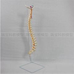 12t人体脊柱模型节颈椎节胸椎节腰椎自然弯曲正骨指压中医专用75