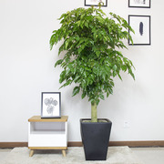 多年生大型幸福树盆栽植物绿宝树办公室内花客厅好养冬季耐寒绿植