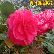 青叶贝拉茶花盆栽大花型，复色纯红带花苞，名贵品种树苗阳台庭院栽种