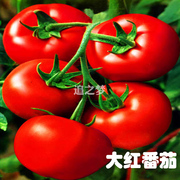 大红番茄种子秧苗硬果无绿肩，西红柿籽春夏季天四季菜园蔬菜水果孑