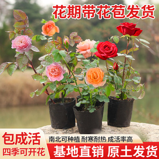 月季花苗四季开花带花苞特大花卉爬藤小苗室内外阳台盆栽蔷薇玫瑰