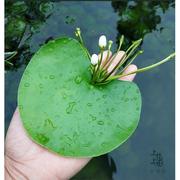 一叶莲无土水生水培植物水生水养鱼池碗莲盆盆栽莲花水养池塘水生