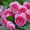 园丁日记 庞巴度 欧洲粉红色月季玫瑰花苗庭院灌木强香大花勤花