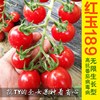红玉189高产寿光蔬菜种子 樱桃番茄抗病毒超甜西红柿四季圣女果籽