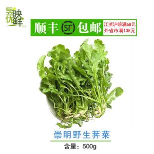 上海崇明野生荠菜新鲜现挖绿色有机蔬菜500克 非冷冻