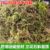 10公斤水苔干苔藓水草兰花虎皮石斛嫁接乌龟打包运输冬眠苔藓垫材