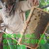 蜂蜜赣南五指峰农家自产纯正蜂巢，蜜土蜂蜜槐花，成熟百花蜜散装2斤