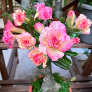 沙漠玫瑰盆栽重瓣花卉绿植，带花苞多肉植物老桩室内四季开花苗好养