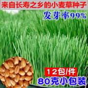 2斤新小麦种子 麦子小麦草小麦粒发芽做麦芽糖榨汁猫草小麦苗种籽