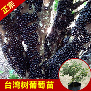 台湾嘉宝果树葡萄树苗四季新奇水果苗盆栽庭院当年结果带土叶易活