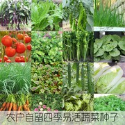 非转基因可留种蔬菜种子，阳台盆栽白菜菠菜韭菜，香菜辣椒叶菜生菜籽