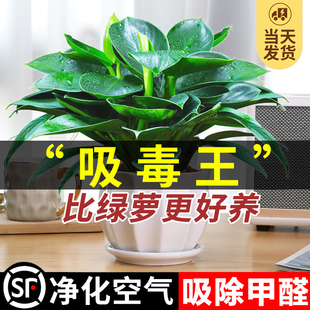 金钻盆栽绿萝箩室内植物，花卉水培绿植，办公室多肉净化空气去除甲醛