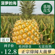 广东湛江新鲜当季水果香甜多汁徐闻凤梨香水菠萝5斤9斤整箱