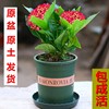 绣球花苗盆栽无尽夏八仙花，四季开花阳台庭院花卉，耐寒植物好养易活