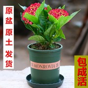 绣球花苗盆栽无尽夏八仙花，四季开花阳台，庭院花卉耐寒植物好养易活