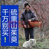 农家自采山茱萸500g山萸肉山茱萸，肉粉中药材无核枣皮，芋干非野生特