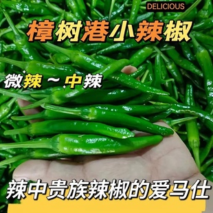 正宗樟树港新鲜辣椒现摘现发新鲜下饭菜薄皮小辣椒青椒现摘下饭菜