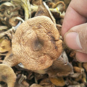 新货东北特产野生榛蘑菇小鸡，炖蘑菇无根干货赛香菇榛蘑丁250g
