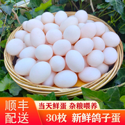 30枚新鲜鸽子蛋正宗农家杂粮喂养土鸽蛋白鸽子蛋非鹌鹑蛋