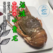 两只装 海岛东山岛新鲜活速冻小青龙野生海鲜大龙虾2.4-2.6斤