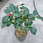 香妃山茶花盆栽带花苞五色，赤丹花卉绿植物，室内浓香型树苗四季开花
