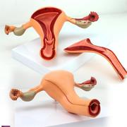 !ENOVO颐诺医学子宫卵巢模型女性内生殖器官模型生殖结构妇产科
