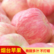 山东烟台苹果水果栖霞红富士新鲜孕妇吃的苹果好吃五斤红亮果园