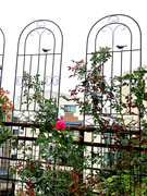 月季爬藤架子支架地面蔷薇植物攀爬藤架户外庭院田园铁艺网格花架