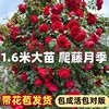 蔷薇花苗藤本月季大花浓香庭院，爬藤植物花卉，四季开花盆栽阳台玫瑰