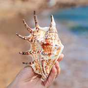 七角螺天然贝壳超大海螺壳鱼缸装饰品地台布置摆件水族造景家居