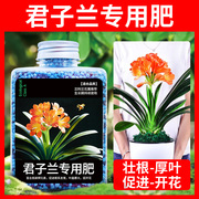 君子兰肥料专用肥兰花，蝴蝶兰促进开花家用花肥，通用颗粒缓释肥腰肥