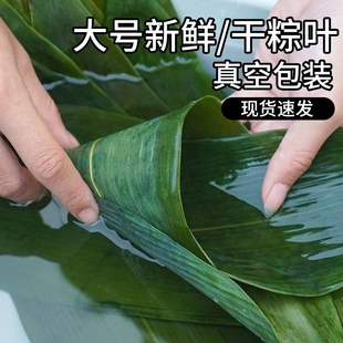 100片粽叶新鲜粽子叶包粽子专用端午节粽叶干大号宽箬叶铺垫