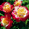 红双喜月季花苗大花浓香，开花复色玫瑰花，四季盆栽花卉植物欧月勤花