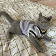 2024猫咪马甲宠物狗狗衣服春秋无袖背心韩版蓝猫加菲美短布偶