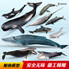 童德鲸鱼模型海洋动物玩具儿童仿真白鲸蓝鲸座头鲸虎鲸抹香鲸灰鲸
