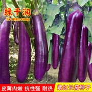 紫红长茄种子四季紫茄子，春秋季阳台盆栽，蔬菜种孑农家庭院紫茄种子