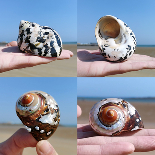 天然海螺贝壳收藏标本，小礼物鱼缸地中海，沙盘鱼缸橱窗造景装饰摆件
